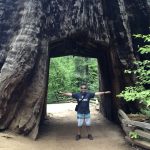 Mariposa Grove