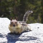 Hello There, at Yosemite National Park