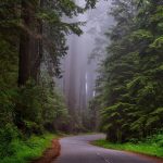 California Forest