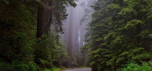 California Forest