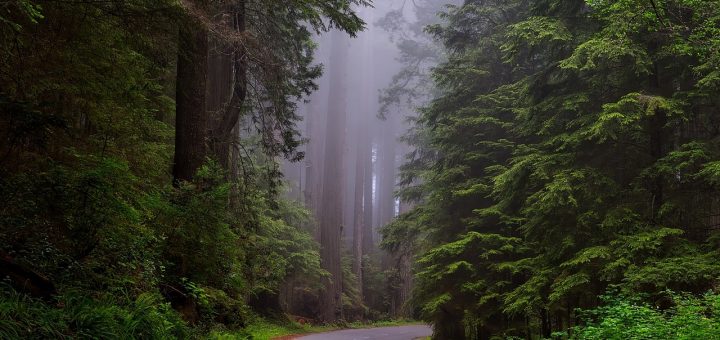 California Forest