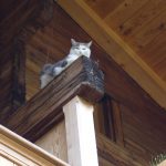 Cat at Iseltwald Switzerland