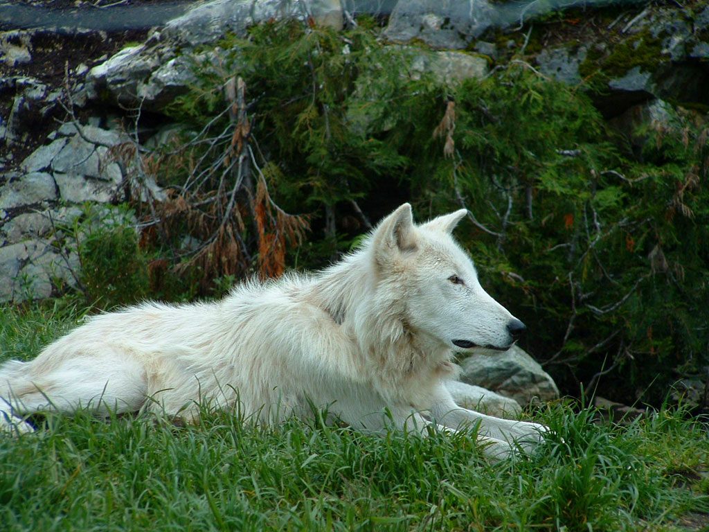 Wolf at Grouse Mountain, British Columbia, Canada
