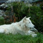 Wolf at Grouse Mountain, British Columbia, Canada