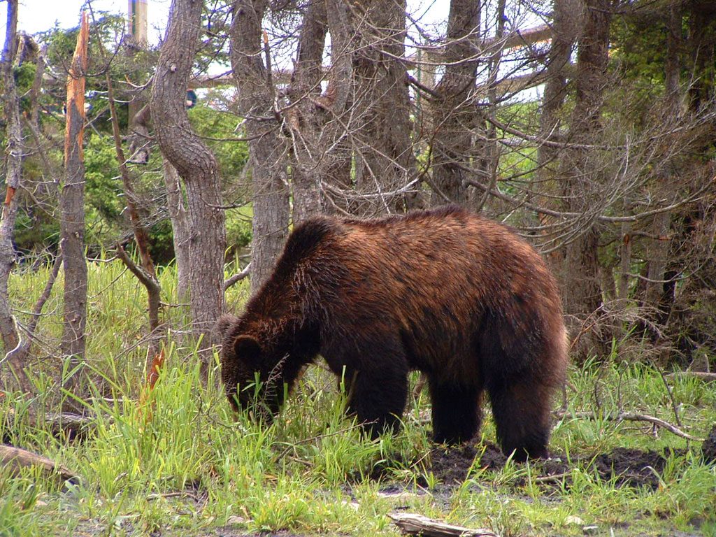 Grizzly Bear British Columbia, Canada