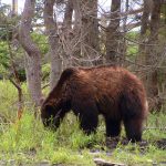Grizzly Bear British Columbia, Canada