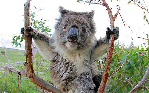 destination-australia1