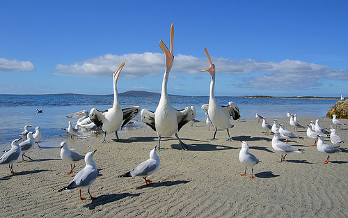 destination-australia26