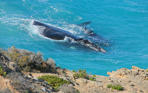 destination-australia4