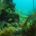 Bayahibe Coral Reef. Dominican Republic