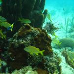 Bayahibe Coral Reef. Dominican Republic