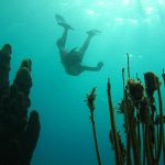 Bayahibe Coral Reef. Dominican Republic
