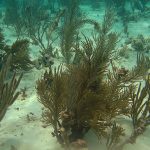 Bayahibe Coral Reef. Dominican Republic