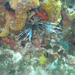 Bayahibe Coral Reef. Dominican Republic