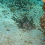 Bayahibe Coral Reef. Dominican Republic