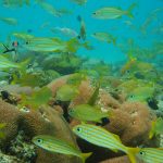 Coral Reef in Aruba