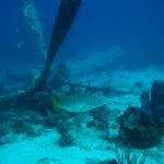 Airplane wreck, Scuba diving