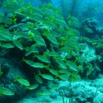 Coral Reef