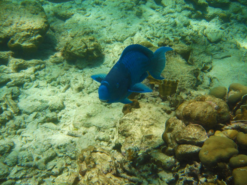 destination_aruba78