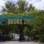 Bronx Zoo, New York