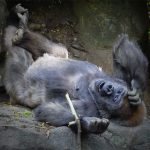 Gorilla at Bronx Zoo, New York