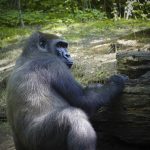 Gorilla at Bronx Zoo, New York