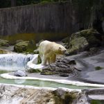 Bear at Bronx Zoo, New York