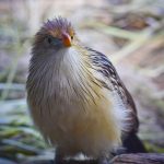 Bird at Bronx Zoo, New York