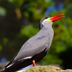 Bird at Bronx Zoo, New York
