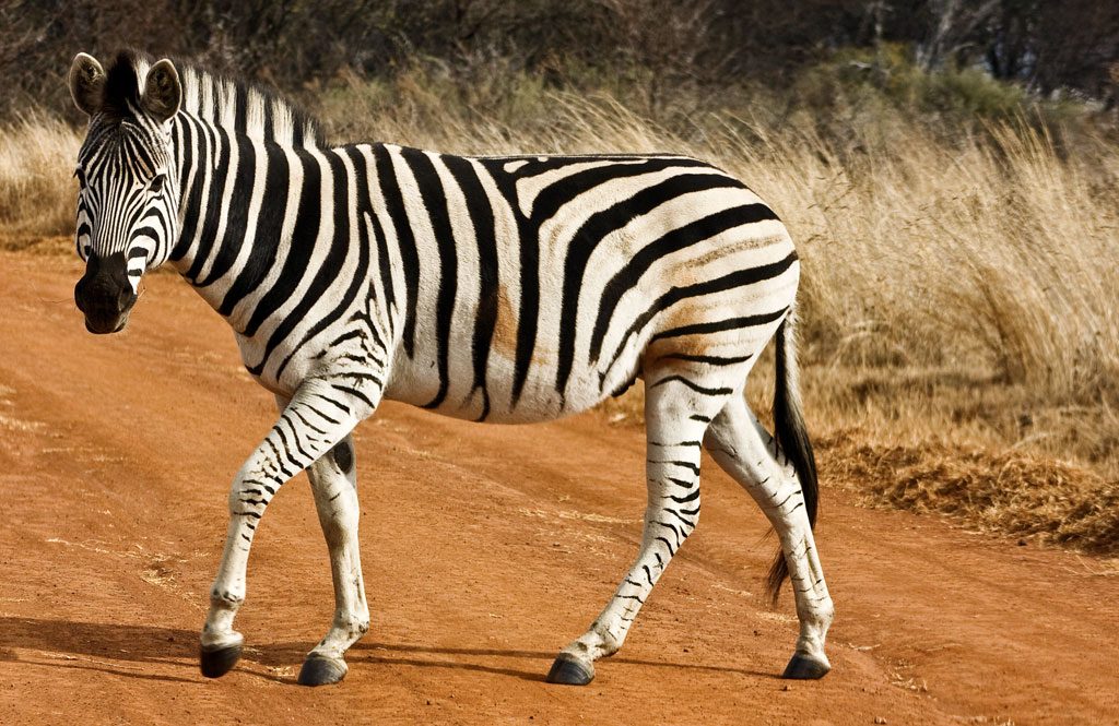destination_south_africa25