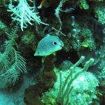 Butterfly Fish at Brewer's Bay Tortola