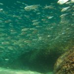 School of fish at Little bay Tortola