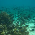 School of Fish at Marina Cay Tortola