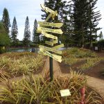 Dole plantation, Ohau