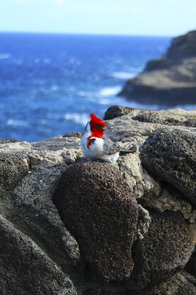 Brazilian Cardinal