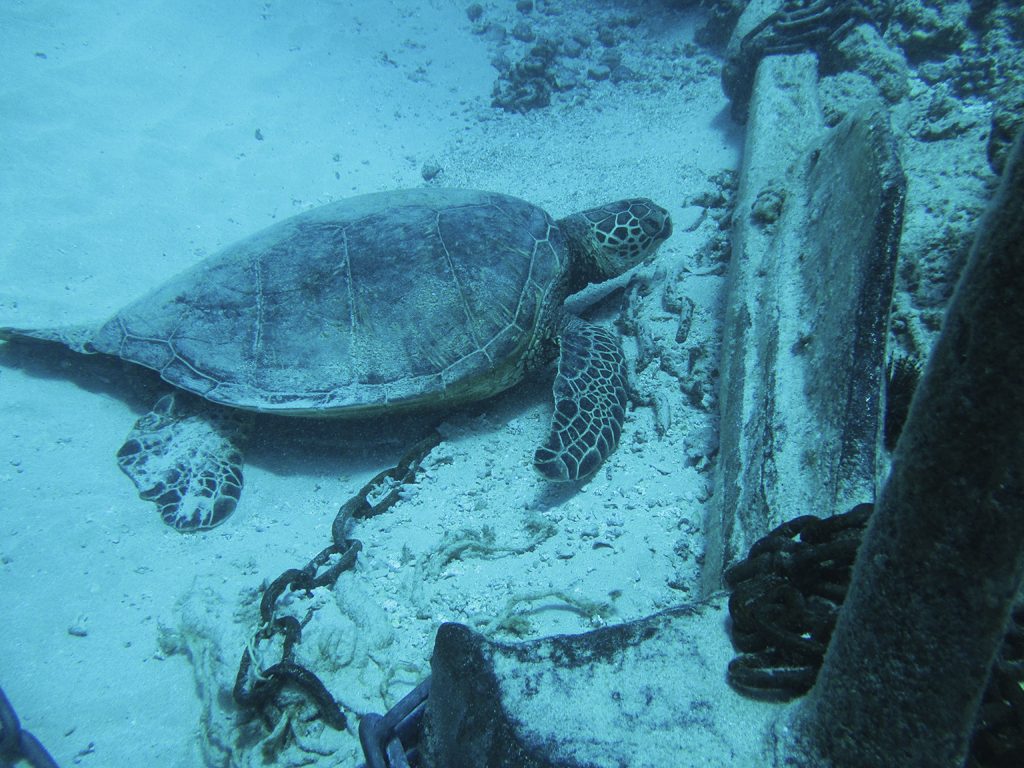 Scuba Diving at Turtle Canyon, Oahu
