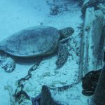 Scuba Diving at Turtle Canyon, Oahu