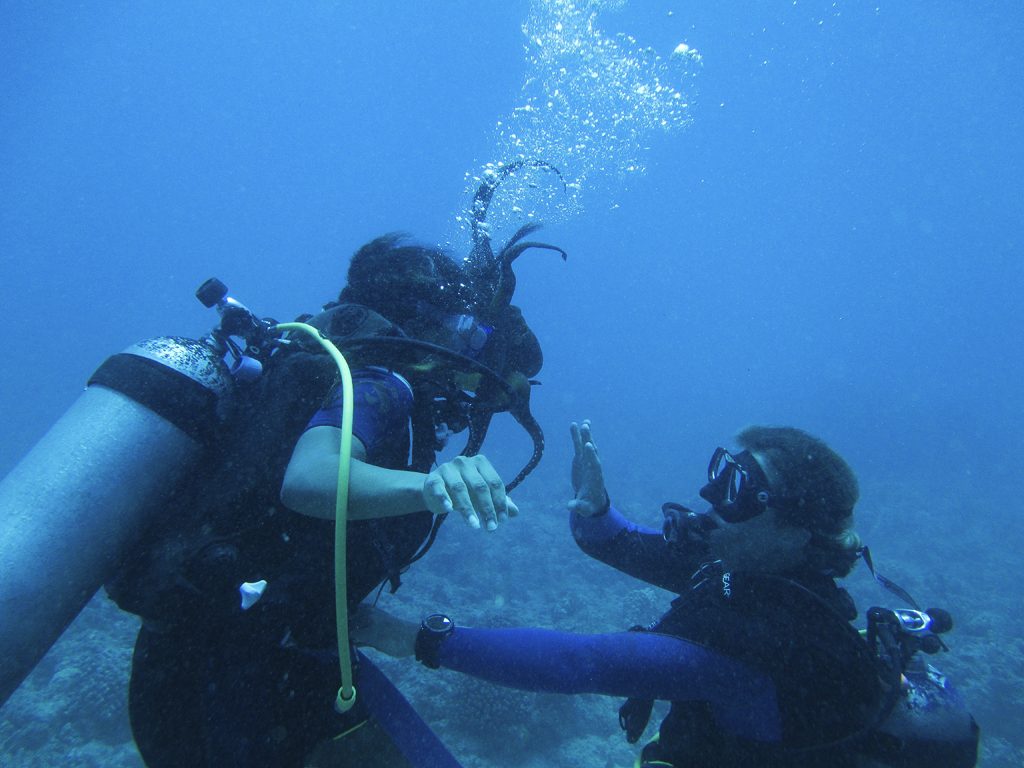 Scuba Diving at Turtle Canyon, Oahu