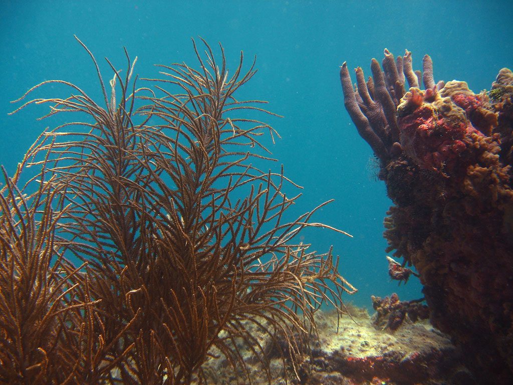 image-anguilla-16