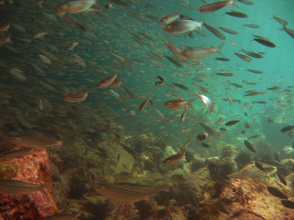 image-anguilla-17