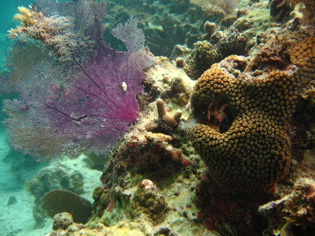 image-anguilla-18