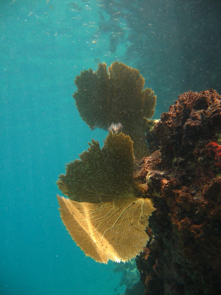 image-anguilla-19