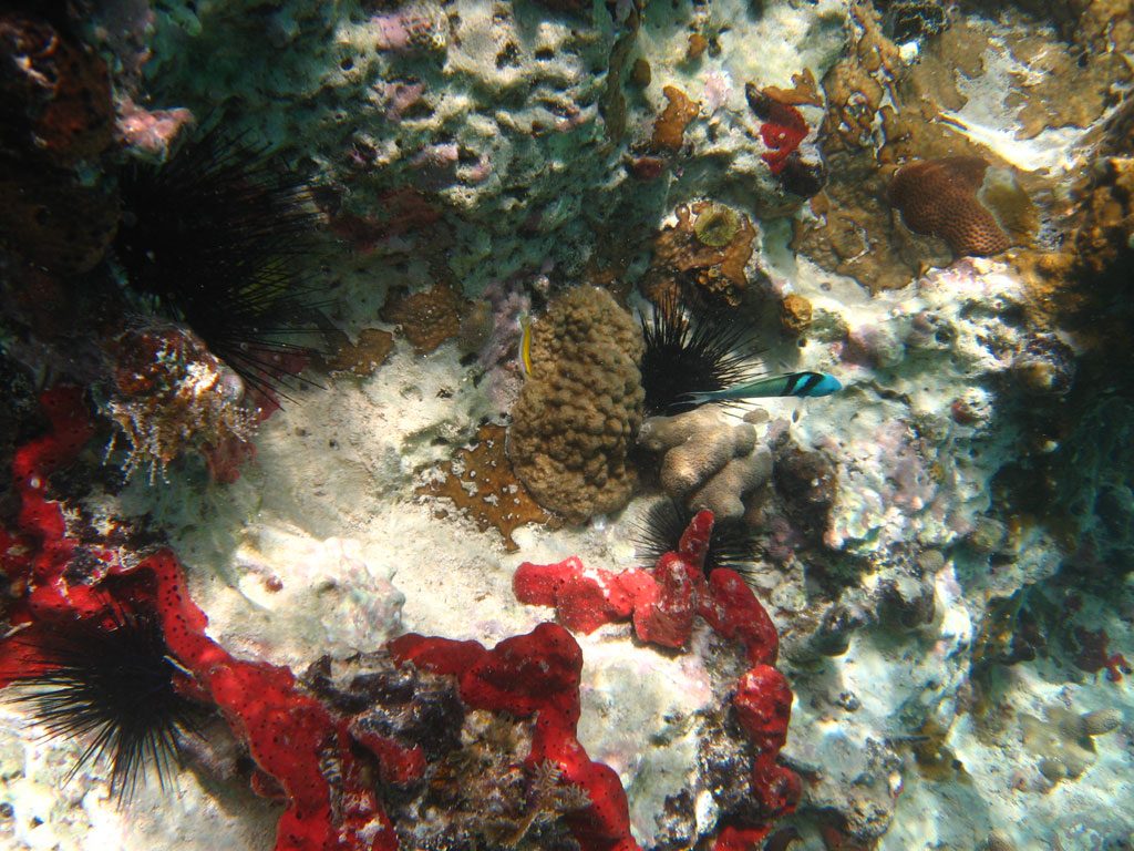 image-anguilla-21