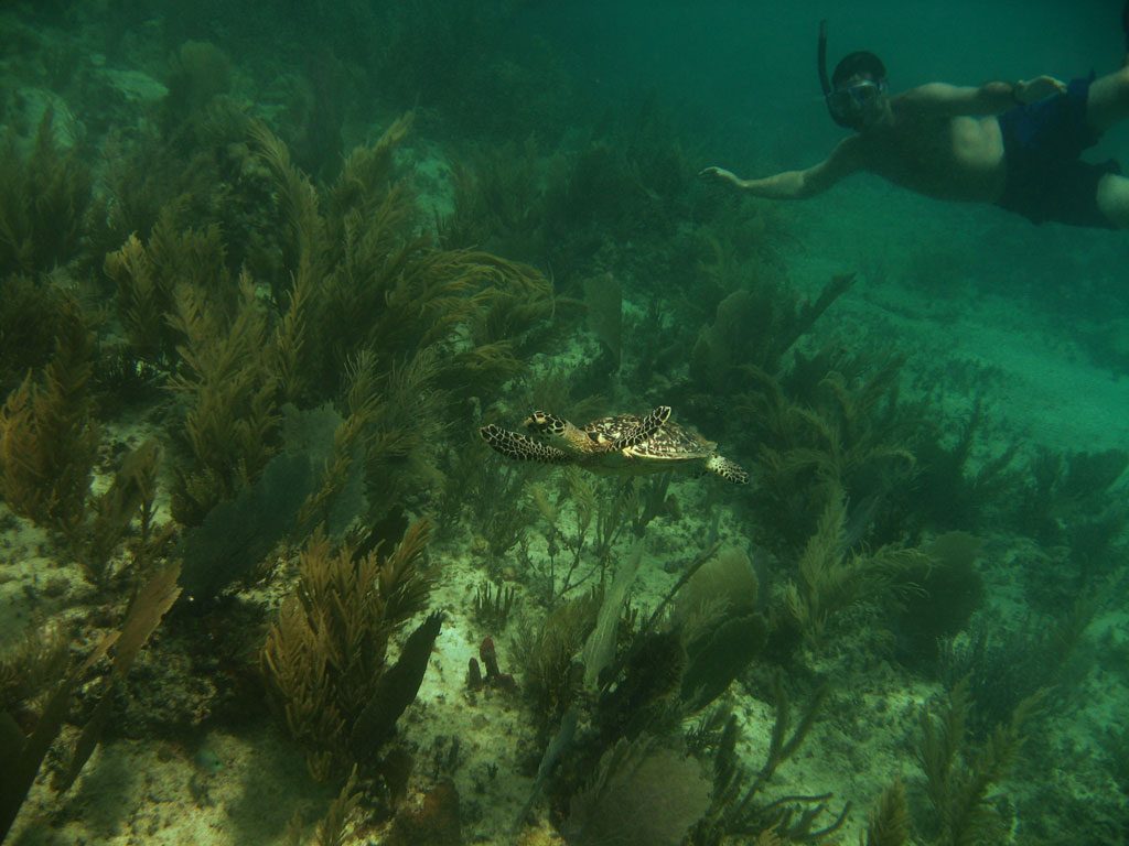 image-anguilla-22
