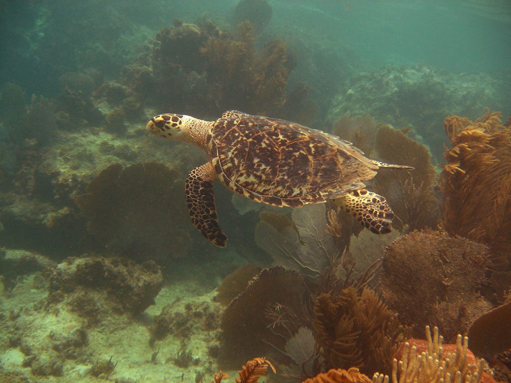 image-anguilla-23