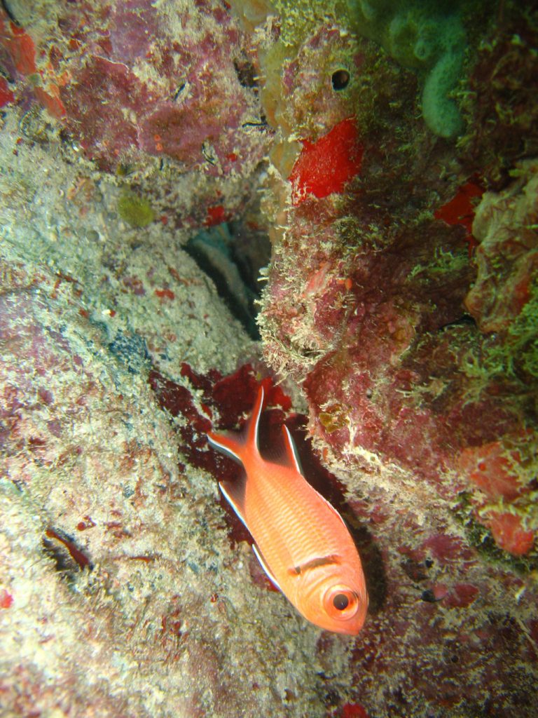 image-anguilla-24