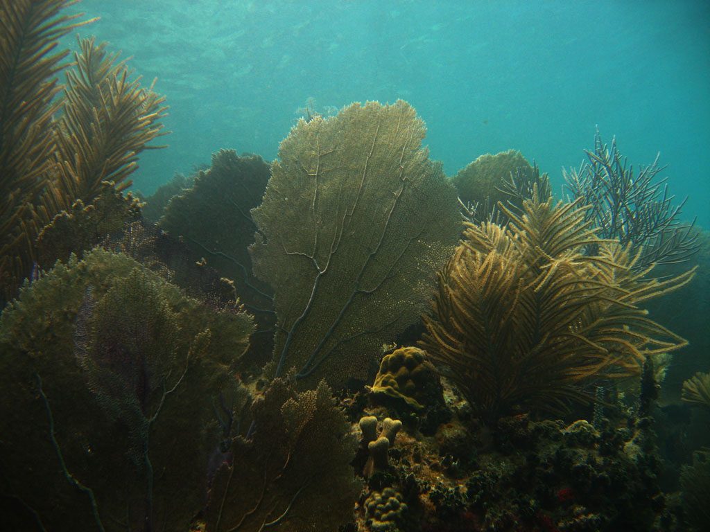 image-anguilla-25