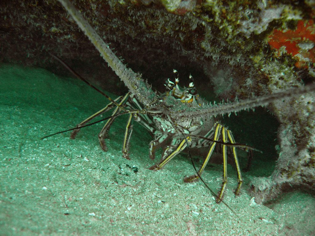 image-anguilla-27