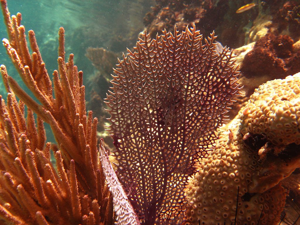 image-anguilla-29