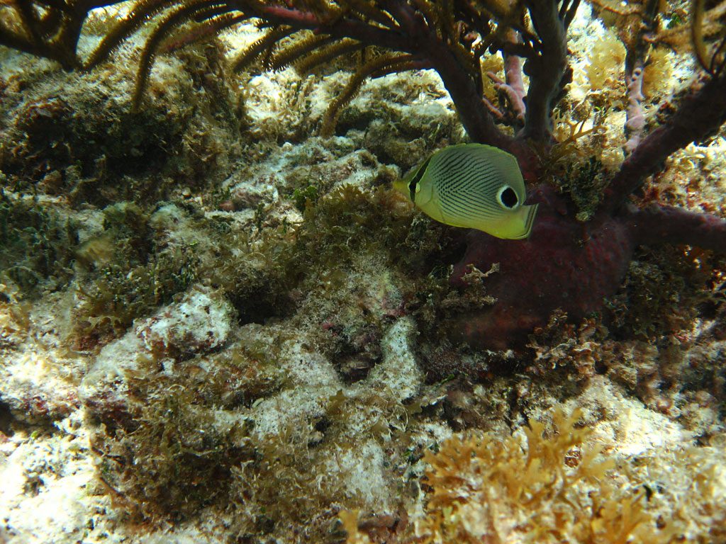image-anguilla-31